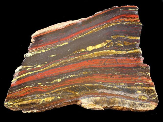 Polished Tiger Iron Stromatolite - ( Billion Years) #42620